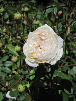 Rosa The Albrighton Rambler